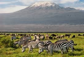 7-Day GROUP BUDGET SAFARI ACCOMMODATION TO MASAI MARA, LAKE NAKURU,NAIVASHA AND AMBOSELI NATIONAL PARK