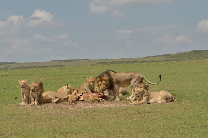 5-Day TANZANIA WILDEBEEST MIGRATION CALVING SEASON SAFARI