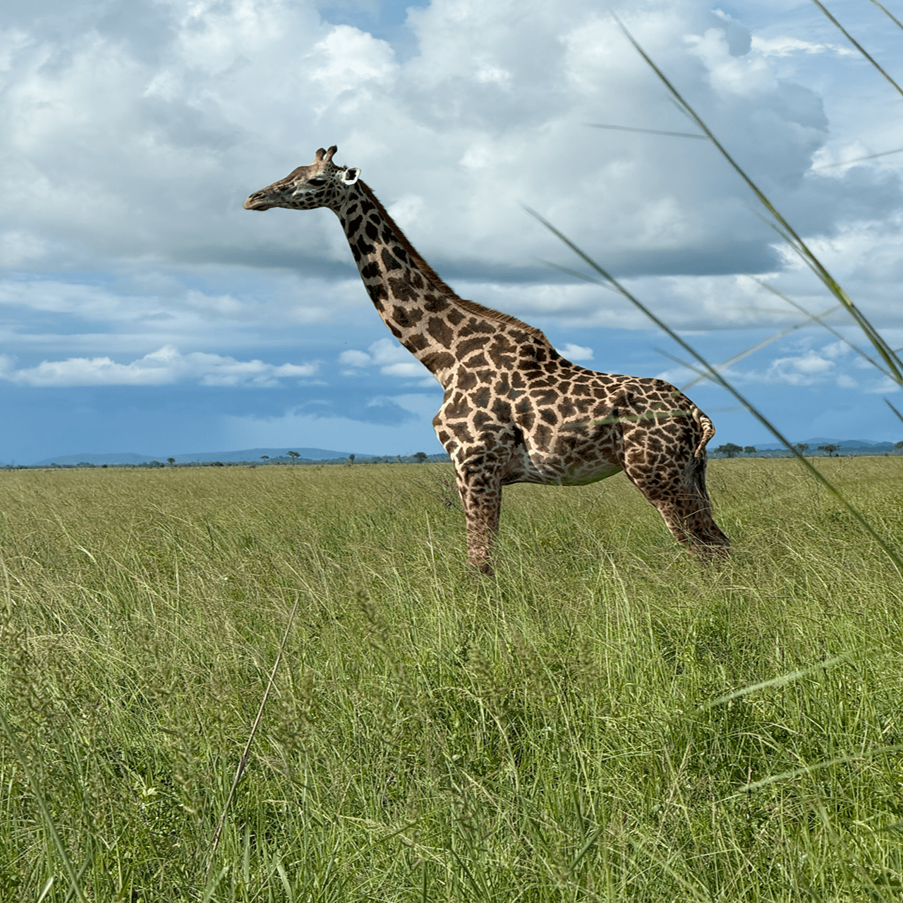 3-Day Selous (Nyerere NP)Boat, Game Drive&Walking Safari