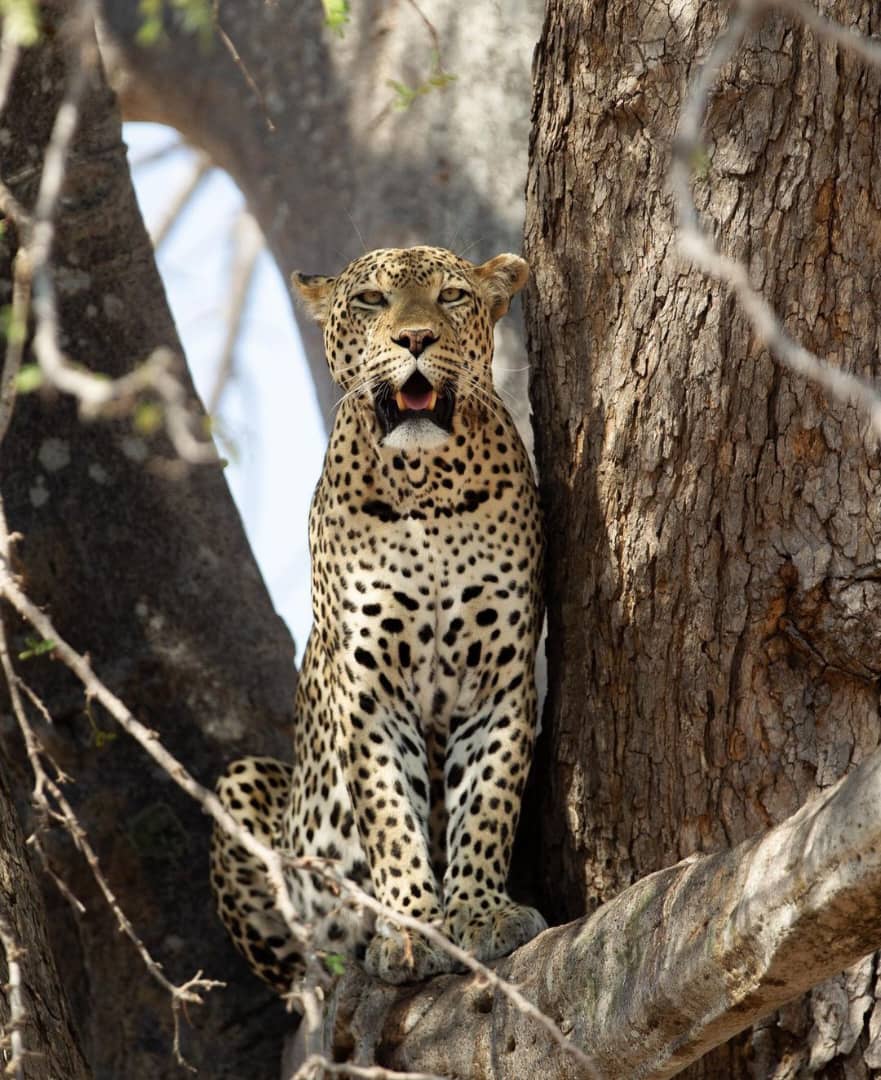 2-Day 1 night Adventure to mikumi National park by SGR