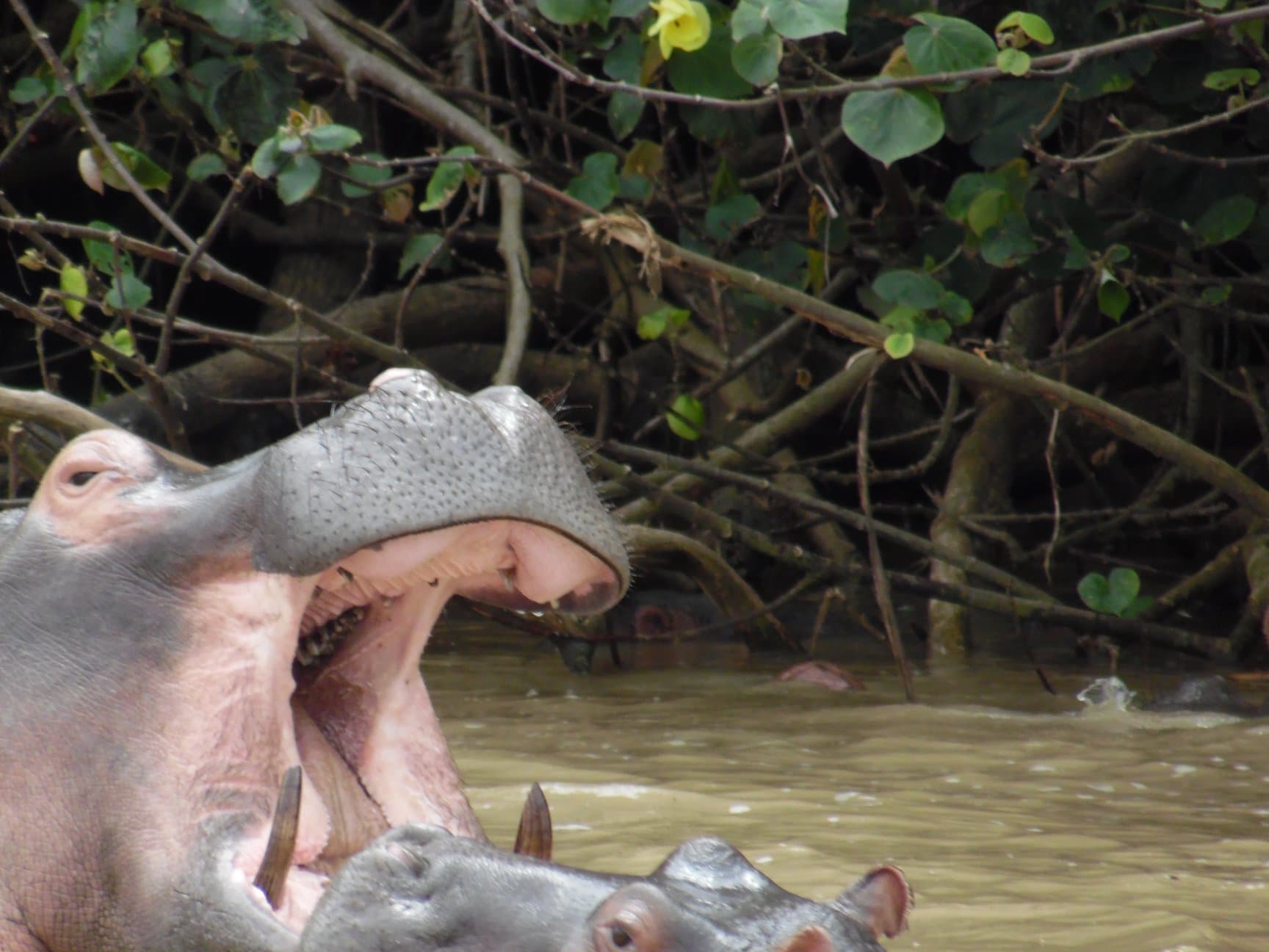 1-Day iSimangaliso Safari, Surf & Sunset Cruise