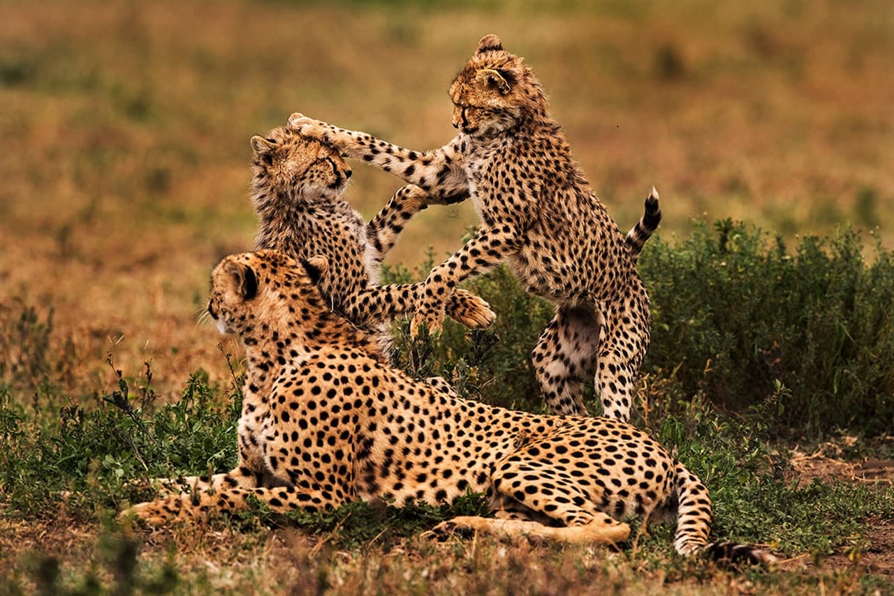 12-Day Premium Luxury Safari & Beach Holiday β Tanzania