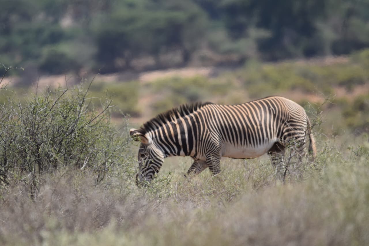 6-Day SAMBURU AND NANYUKI SAFARI FT NAIROBI