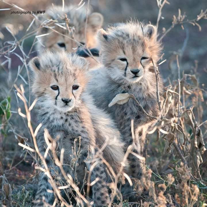 8-Day Safari Serenity-Kenya Classical Bush Exploration.