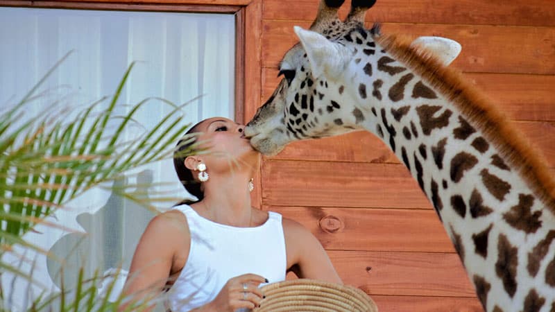 1-Day Day Trip to Serval Wildlife - Feed Giraffes & Lions