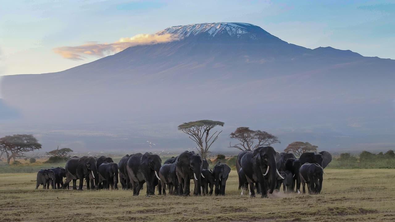 4-Day Amboseli Tsavo East to Diani from Nairobi