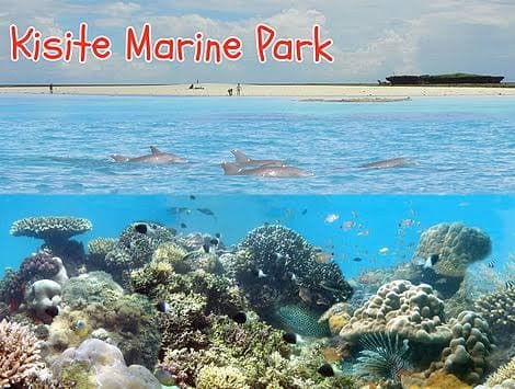 1-Day 1-Day Snorkelling and Dolphin Watch Tour in Kisite Mpunguti Marine park