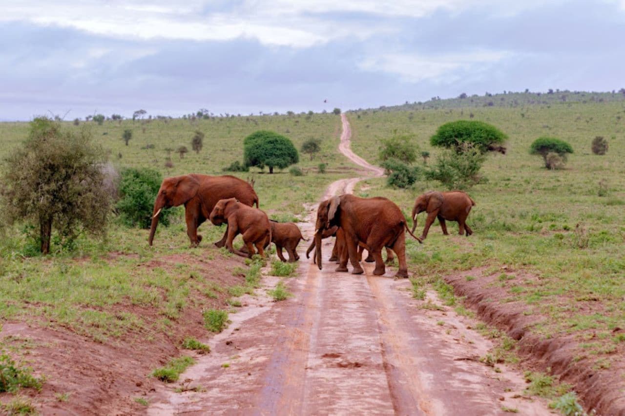 2-Day Tsavo east National park tour from Diani/Mombasa