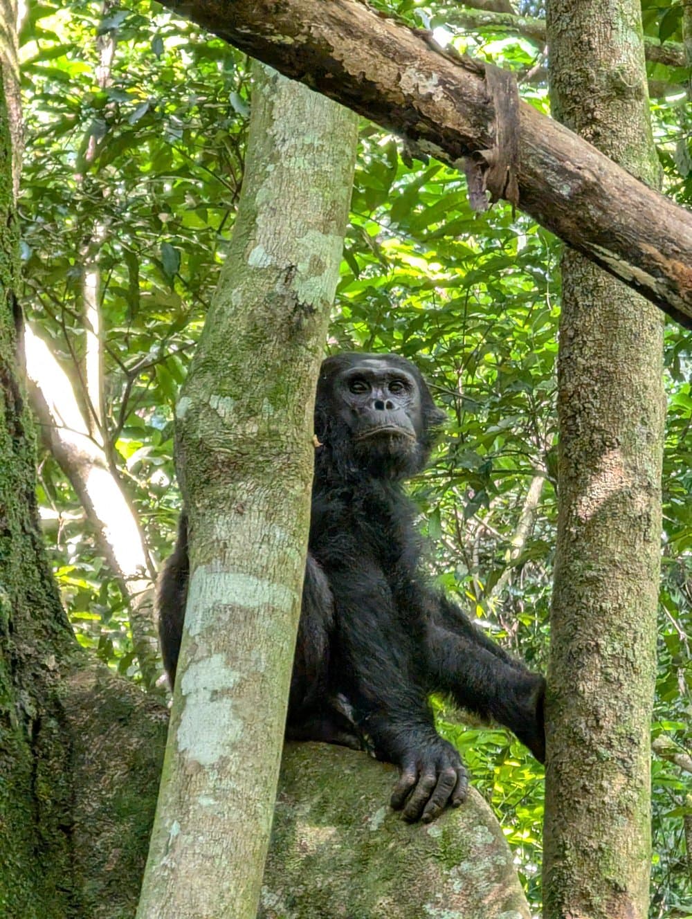 2-Day Nyungwe Chimpanzee Trekking & Canopy Walk Tour