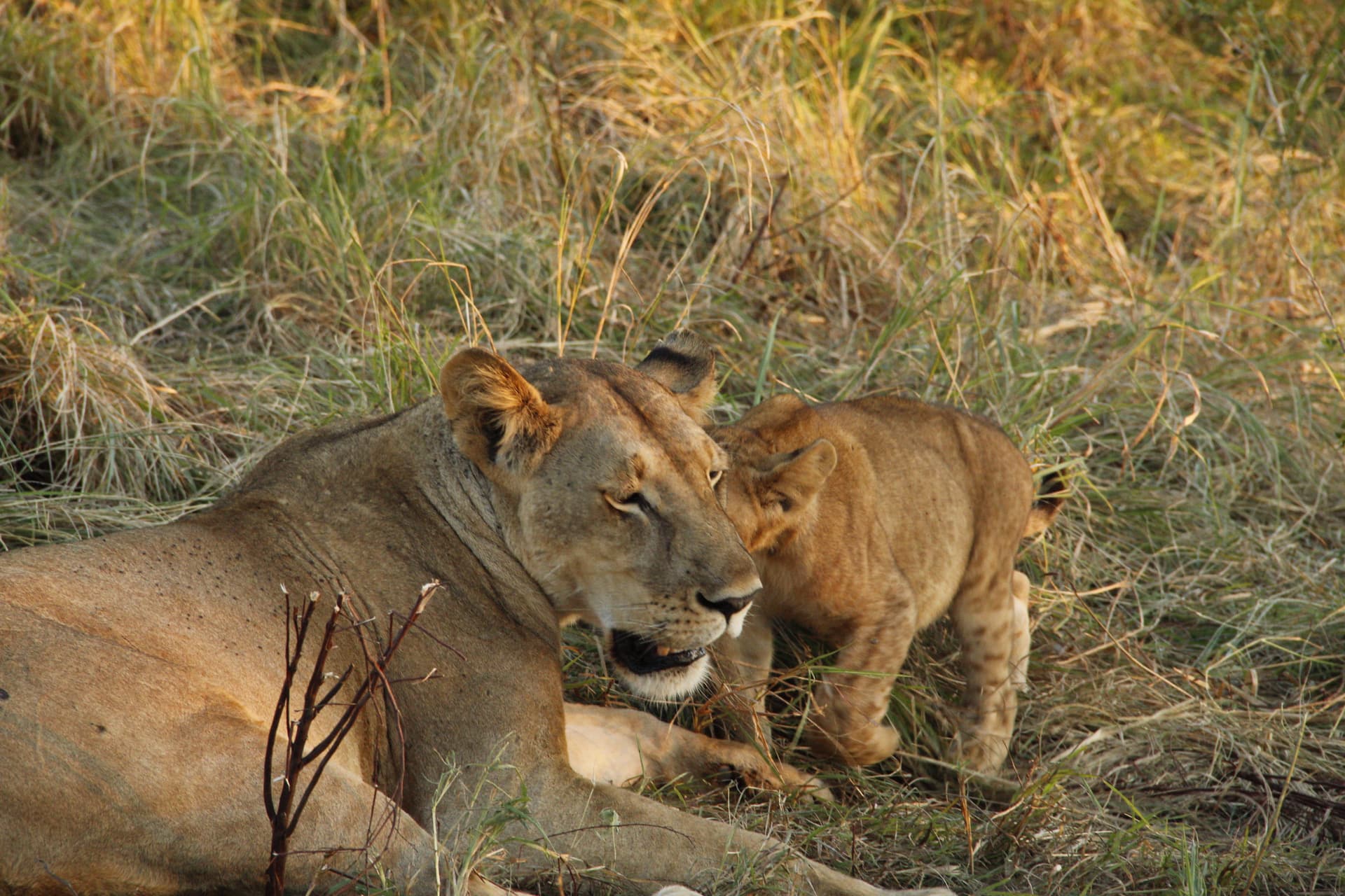 4-Day Day Udzungwa Treking & Mikumi Safari