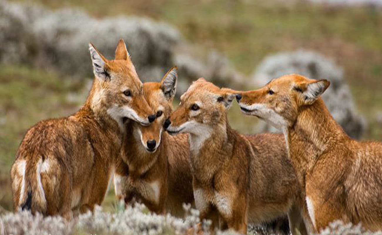 10-Day Ethiopia Wildlife Photographer Tour