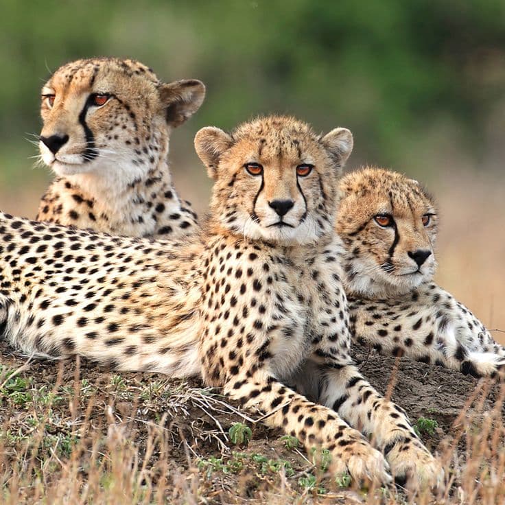 4-Day Endless Wilderness Budget Safari