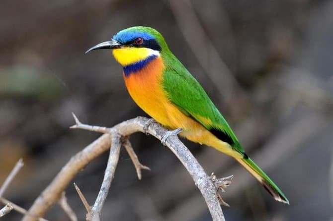 13-Day Ethiopian Bird watching Photography Tour