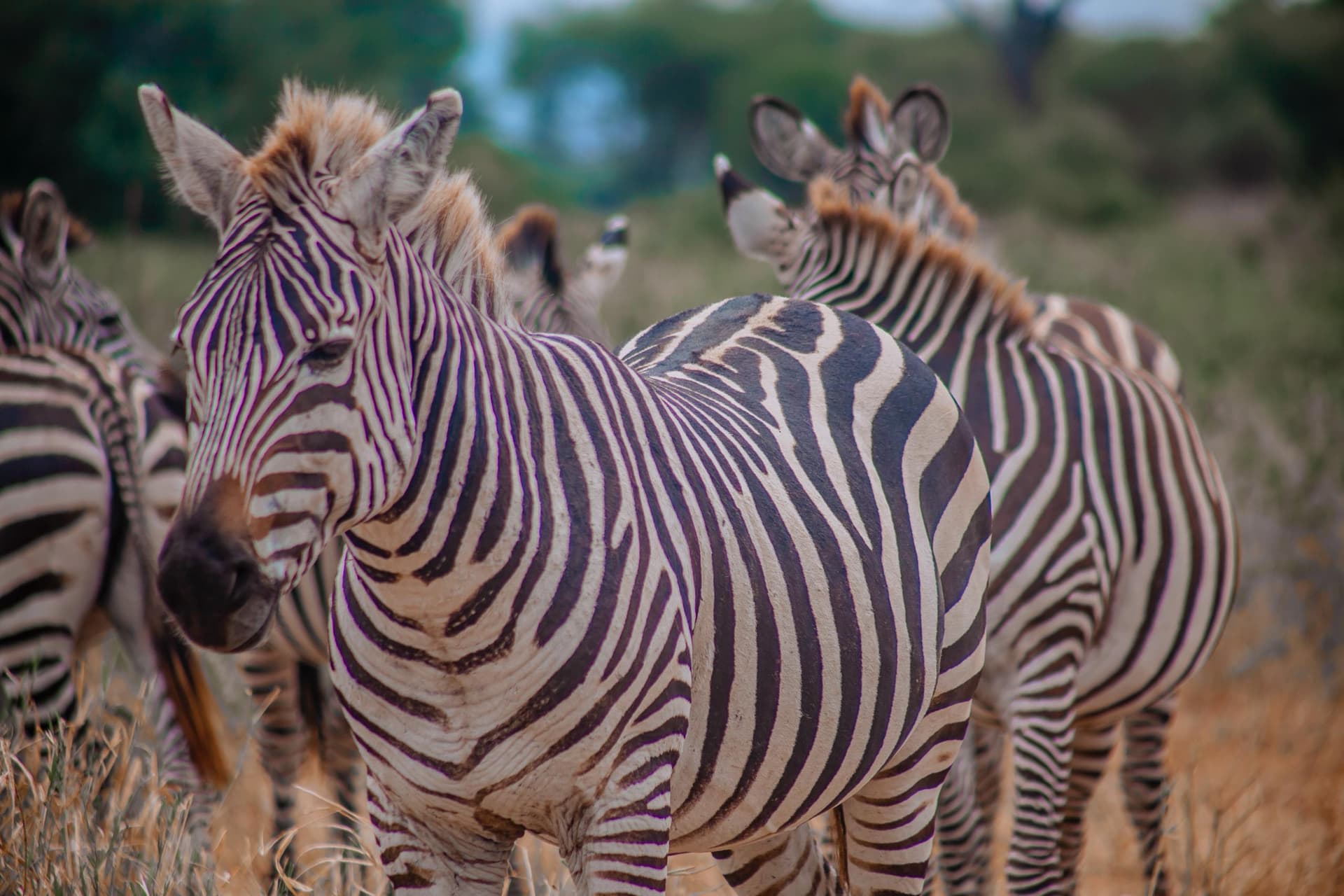 2-Day Safari Journey from Zanzibar