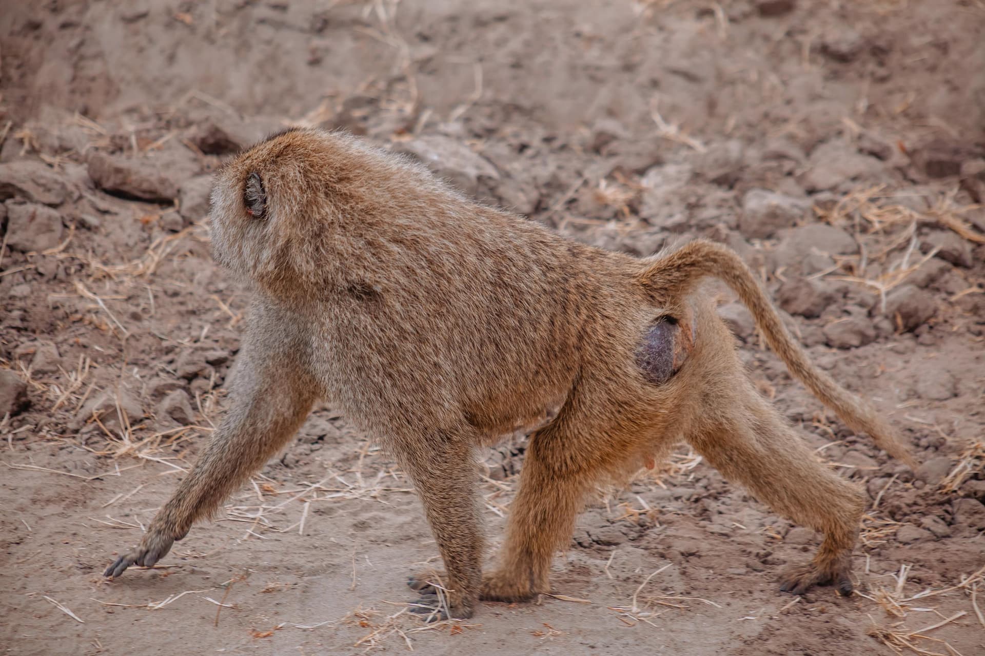 3-Day Northern Circuit Safari Best Safari